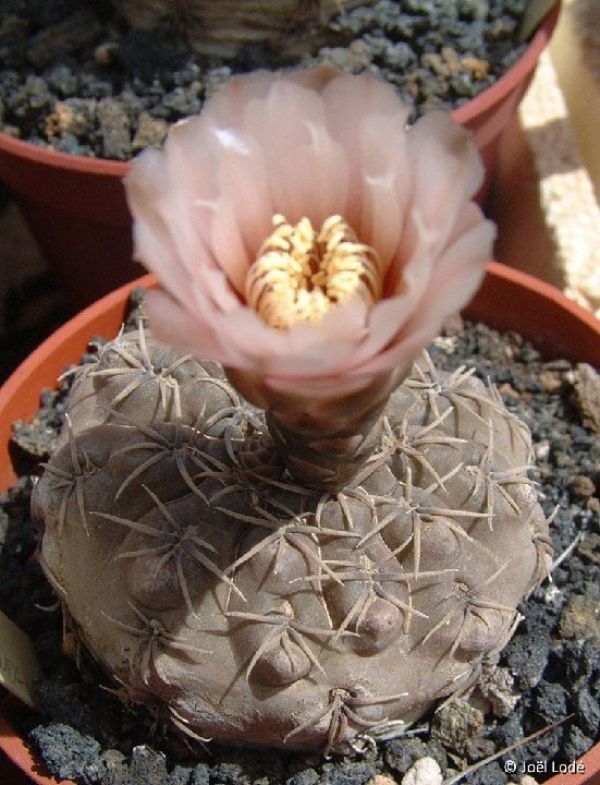 Gymnocalycium kieslingii v. castanea JLcoll.1925